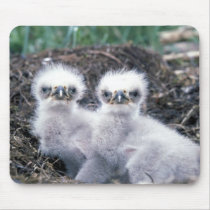 Bald Eagle Chicks Mousepad