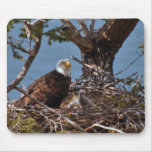 Bald Eagle Chicks - Mousepad