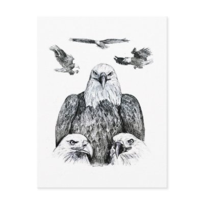 Bald Eagle Collage Pencil drawing sketch Postcards by SusansZooCrew