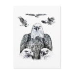 Bald Eagle Collage Pencil drawing sketch Postcards