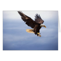 Bald Eagle Dive Greeting Card