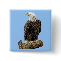 Bald Eagle Drawing Pin