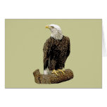 Bald Eagle Drawing Greeting Card