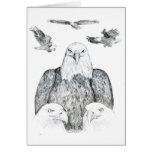Bald Eagle Drawing Greeting Cards