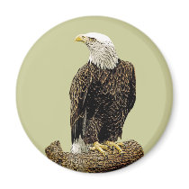 Bald Eagle Drawing Fridge Magnets