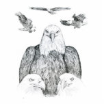 Bald Eagle Drawing Photo Cutout