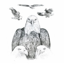 Bald Eagle Drawing Photo Cutout