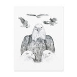 Bald Eagle Drawing Postcard