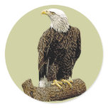 Bald Eagle Drawing Round Sticker