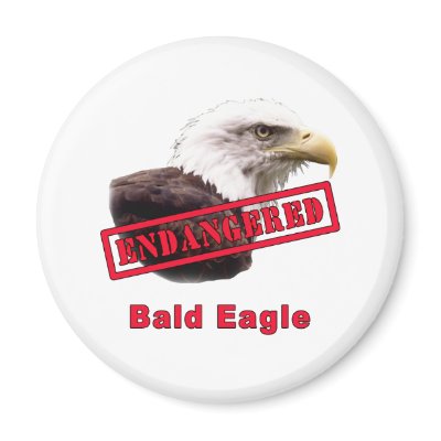 Bald Eagle Endangered Species Magnets by EndangeredCreatures