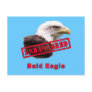 Bald Eagle Endangered Species Postcards