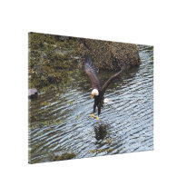 Bald Eagle Fishing on Coastal Shoreline Stretched Canvas Prints