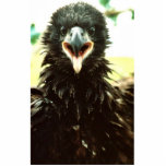 Bald Eagle Fledgling Photo Cutouts