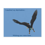 Bald Eagle Flight Collection II Postcards