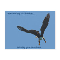 Bald Eagle Flight Collection II Postcards