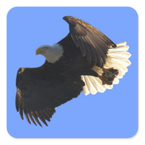 Bald Eagle Flight Collection II Stickers