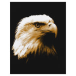 Bald Eagle Flyers