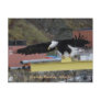 Bald Eagle Flying Over a Dock, Dutch Harbour, AK