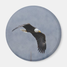 Bald Eagle Fridge Magnets