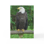 Bald Eagle Greeting Card