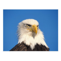bald eagle, Haliaeetus leuccocephalus, 2 Postcards