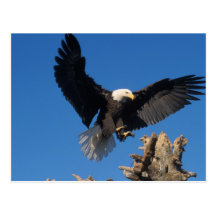 bald eagle, Haliaeetus leuccocephalus, landing Postcards