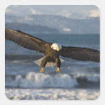 Bald Eagle, Haliaeetus leucocephalus, Homer, 3 Sticker