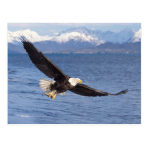 bald eagle, Haliaeetus leucocephalus, in flight 4 Post Card