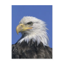 Bald Eagle, (Haliaeetus leucocephalus), wild,