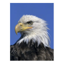 Bald Eagle, (Haliaeetus leucocephalus), wild, Post Cards