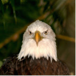 Bald Eagle Head On photograph design Photo Cutouts