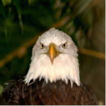 Bald Eagle Head On photograph design Photo Cutouts