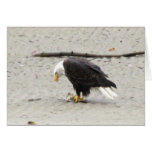 Bald Eagle Hoarding Fish; No Text Card