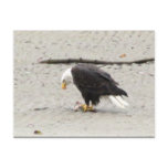 Bald Eagle Hoarding Fish; No Text Postcards