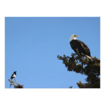 Bald Eagle Ignores a Magpie Photo Art