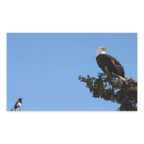 Bald Eagle Ignores a Magpie Rectangle Stickers