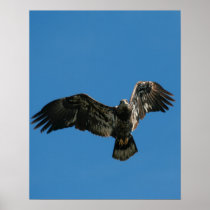 "Bald Eagle in Flight" Print