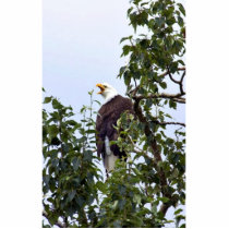 Bald Eagle in Tree Photo Cutout