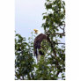 Bald Eagle in Tree Photo Cutout