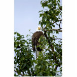 Bald Eagle in Tree Acrylic Cut Out