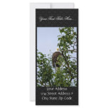Bald Eagle in Tree Custom Rack Card