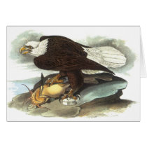 Bald Eagle, John Audubon