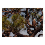Bald Eagle @ Kennedy Space Centre Cards