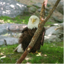 Bald Eagle Keychain Photo Sculpture