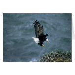 Bald Eagle Landing on Nest Cards