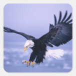 Bald Eagle Landing Wings Spread in a Storm, Stickers