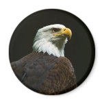 Bald Eagle Magnets