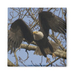 Bald Eagle Magnet