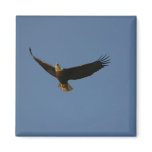 Bald Eagle Fridge Magnets