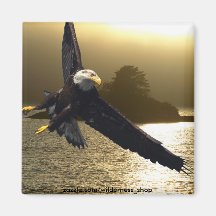 Bald Eagle Motivational Gifts Magnets